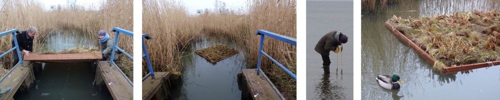 Schwimmende Pflanzeninsel gegen E.Coli Verschmutzung