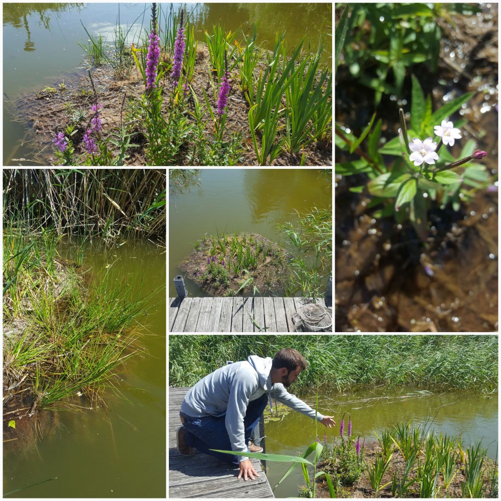 Flowering Floating Wetlands