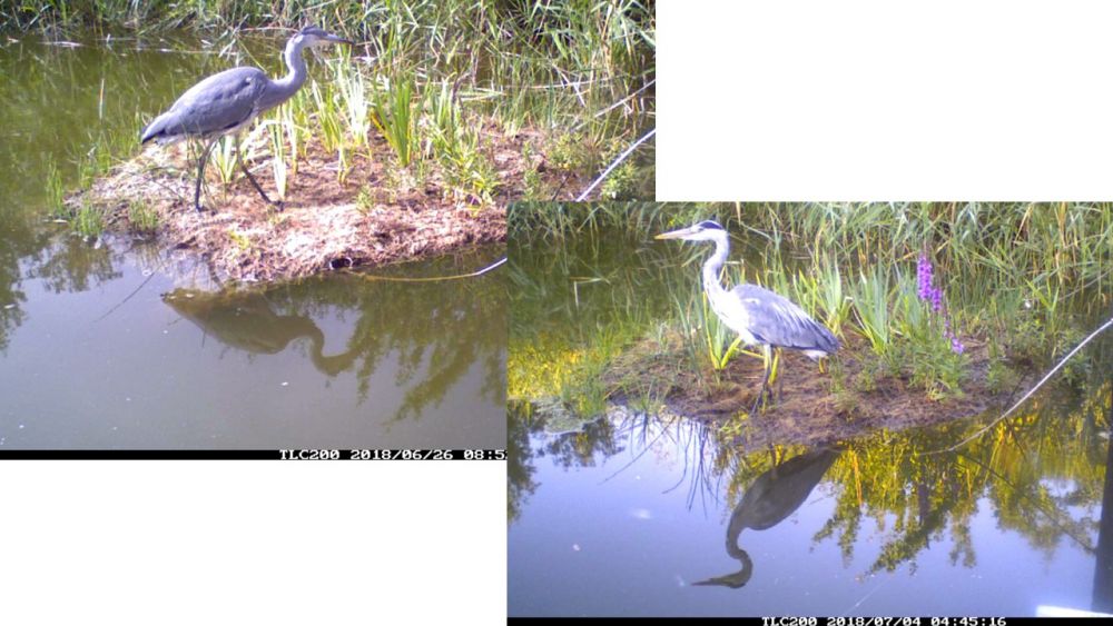 Heron on Floating Wetland