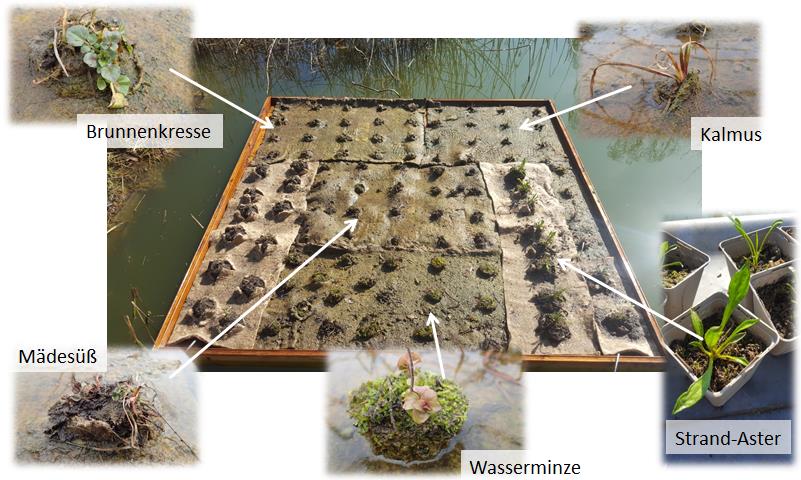 Schwimmernder Kräutergarten HaFF